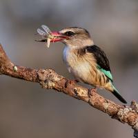 Brown Hooded Kingfisher, Mick Walker