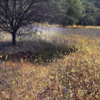Wildflower Meadow, Val Walker