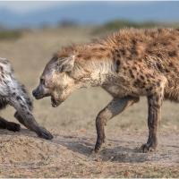 Hyena Hierarchy, Diana Knight