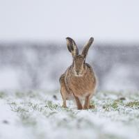 Brown Hare in a Blizzard, Paul Richards