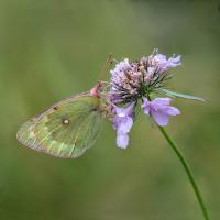 Mountain Clouded Yellow, Val Walker