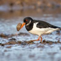 Oyster Catcher with Mussel, Lizzie Wallis