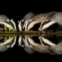 Badger Reflections