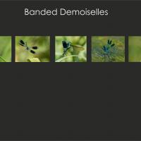 Banded Demoiselles
