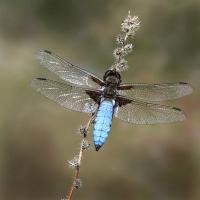 Val Walker: Broad Bodied Chaser
