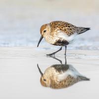 Dunlin Reflection