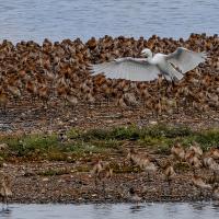 Egret & Knots