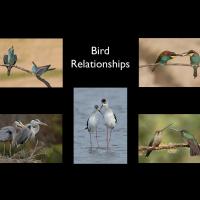 Bird Relationships