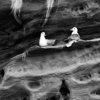 Fulmars Claiming a Nest Site - Judith Wells