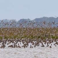 Knots, Curlews & Osprey