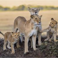 Lion Family Loving Life