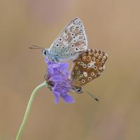 Mating Chalkhill Blues