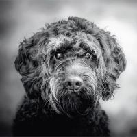 Monty - Hanne Siebers