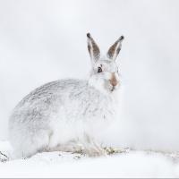 Mountain Hare