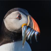 Proud Puffin